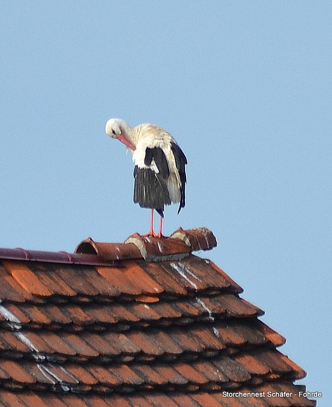 Papa Storch auf dem Scheunendach (30.05.16)
