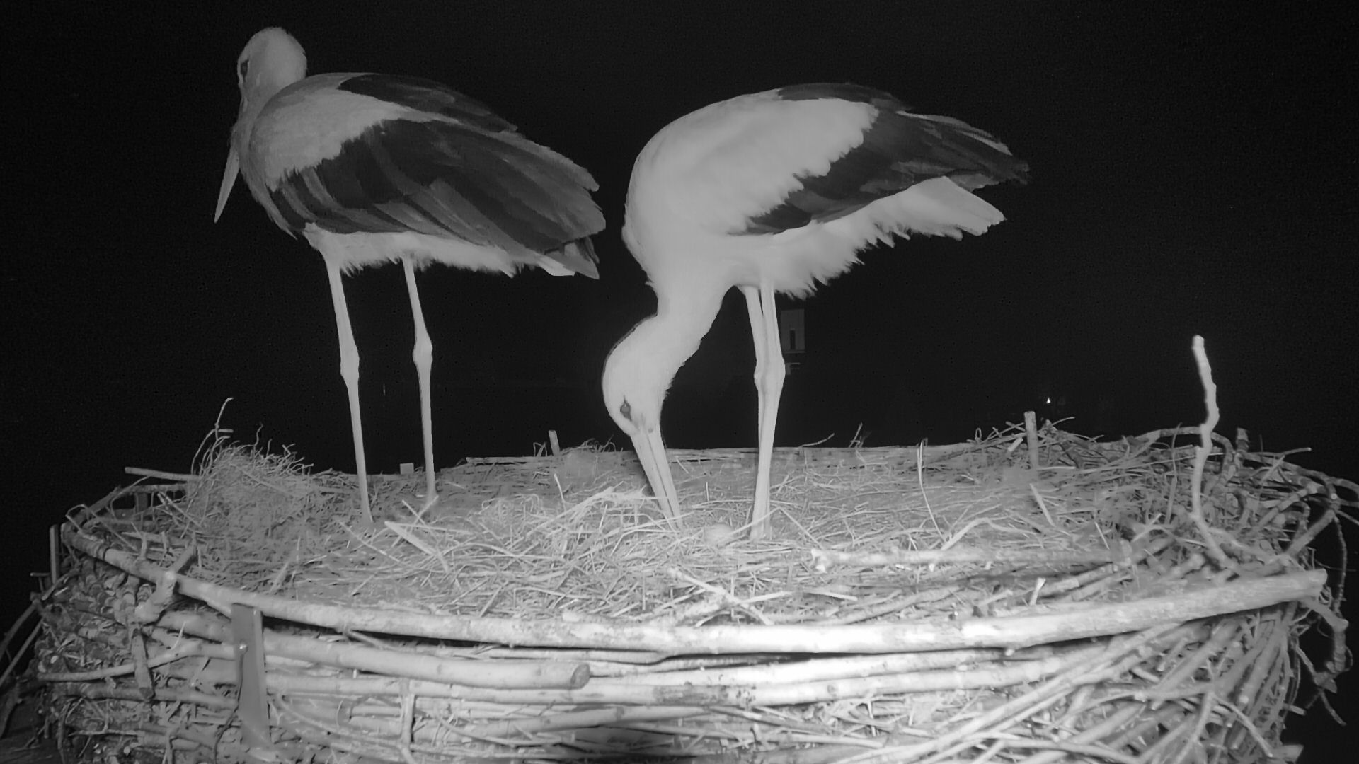 22. April um 22.29 Uhr – Erstes Ei auf dem Nest