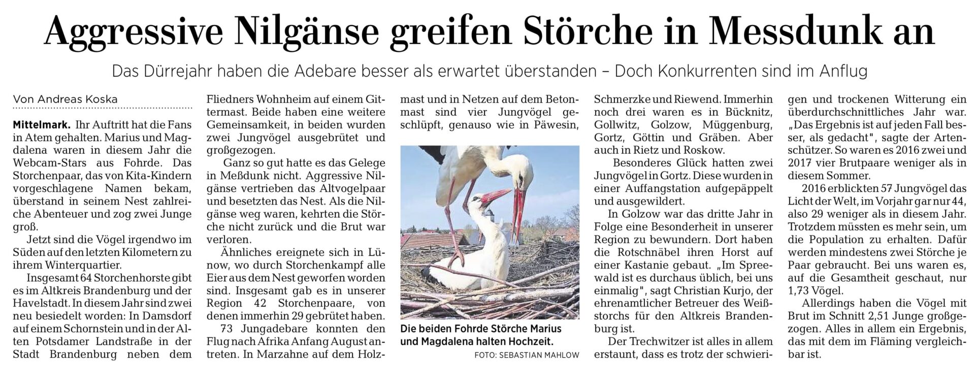 MAZ – Bericht über den Storchenbestand im Altkreis Brandenburg