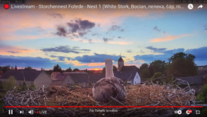 🔴 Livestream - Storchennest Fohrde - Nest 1 (White Stork, Bocian, лелека, čáp, roda, gólya) - YouTube - Mozilla Firefox 26.05.2021 21_13_14 - Kopie (2).png